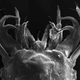 Image for article titled This beetle larva tricks its predator into becoming prey